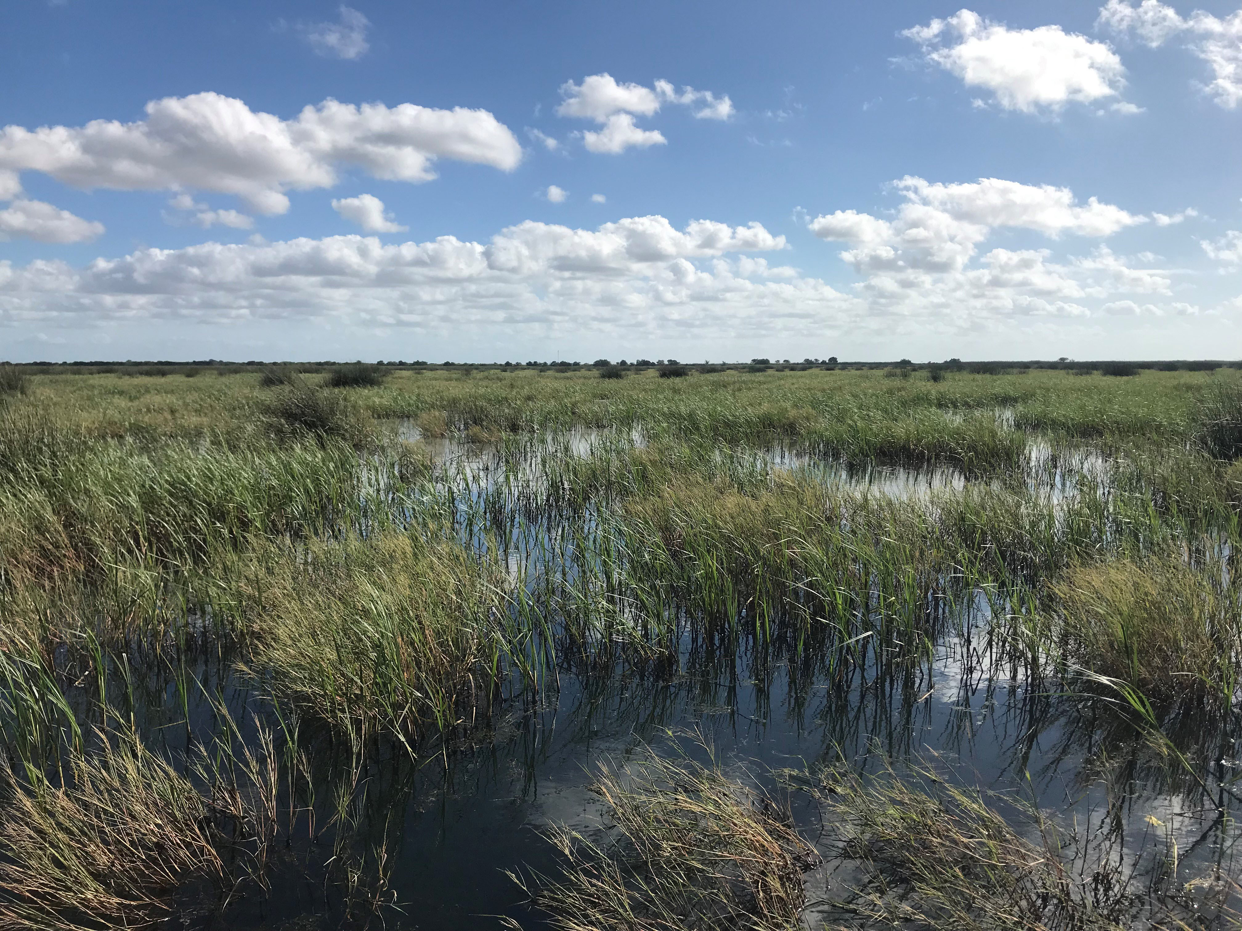 Open marsh.